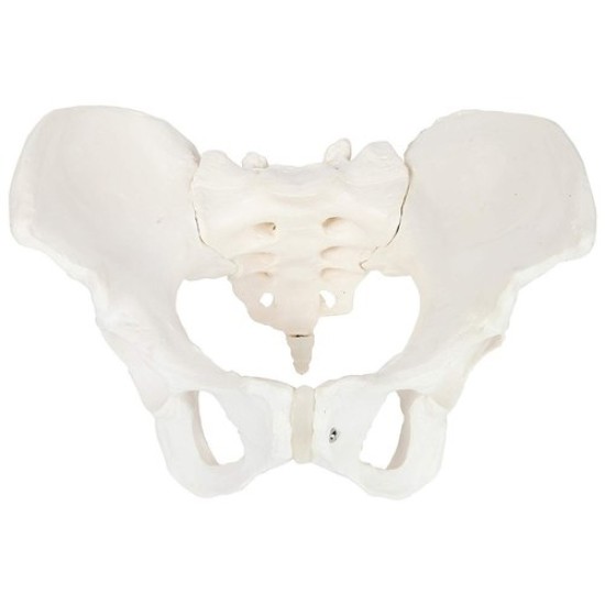 Adult Female Pelvis Model by Starter Group