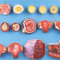 Human Fertilization And Early Embryogeny Model by Starter Group