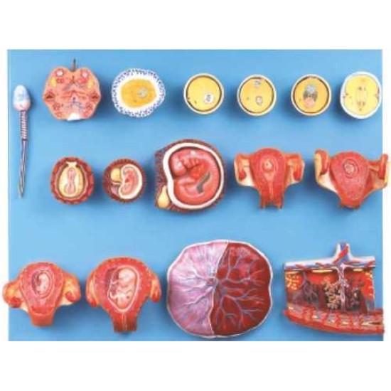 Human Fertilization And Early Embryogeny Model by Starter Group