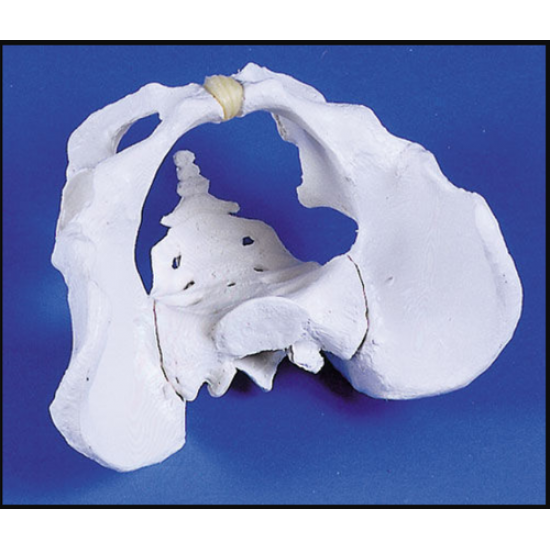 Male Human Pelvis Model by Starter Group