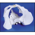 Male Human Pelvis Model by Starter Group