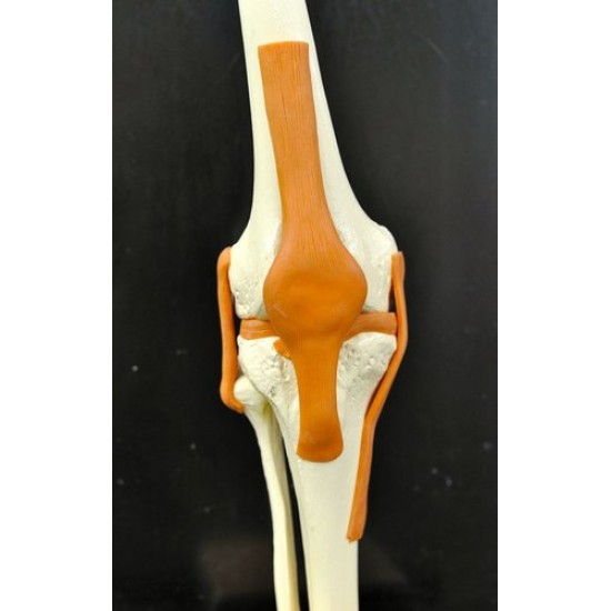Knee Joint Model by Starter Group