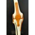 Knee Joint Model by Starter Group