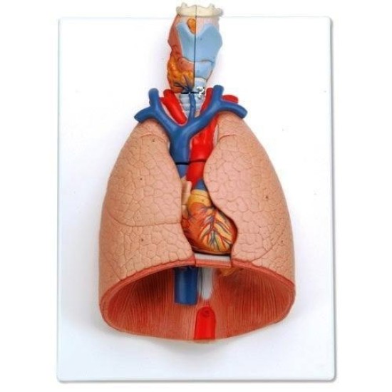 Larynx, Heart & Lungs Model by Starter Group