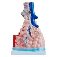 MAGNIFIEN PULMONARY ALVEOLI MODEL by Starter Group