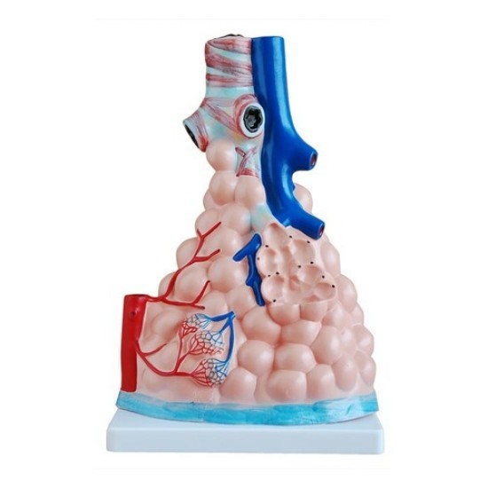 MAGNIFIEN PULMONARY ALVEOLI MODEL by Starter Group