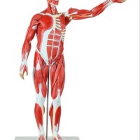 MALE MUSCULAR FIGURE 78 CM by Starter Group
