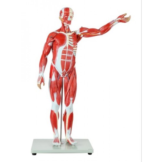 MALE MUSCULAR FIGURE 78 CM by Starter Group