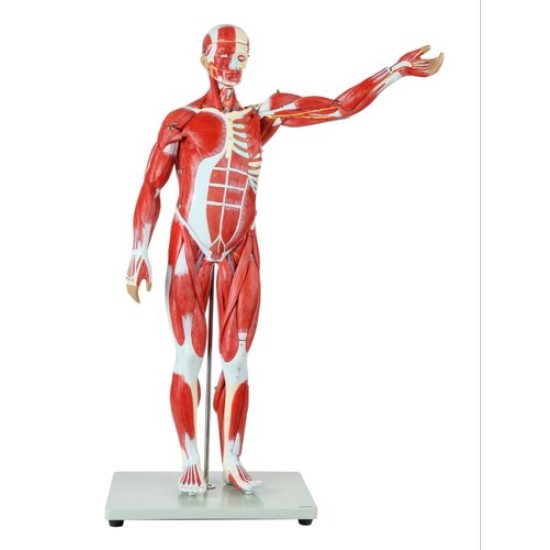 MALE MUSCULAR FIGURE 78 CM by Starter Group