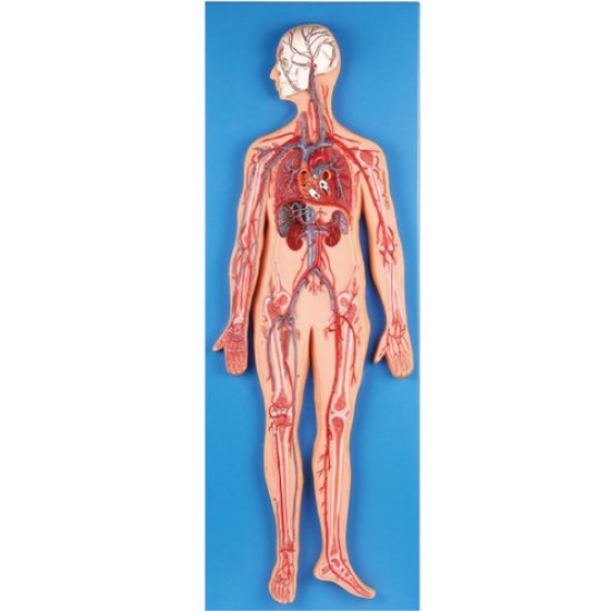 PVC Human Circulatory System Model by Starter Group