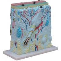 Skin Enlarged Model by Starter Group 