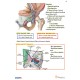 Anatomy Capsule Handwritten Notes 2020 by MED PG 