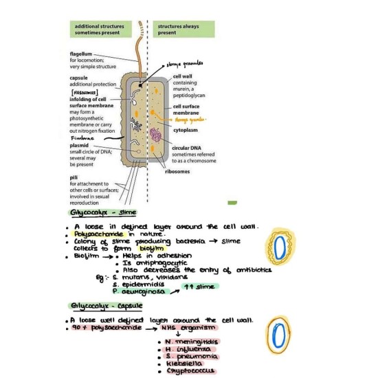 Microbiology Handwritten Notes 2020 for Super speciality Medical Students by Multiple Faculties