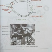 Anesthesia 2.0 Color Notes 2021 by Dr. Ajay Yadav Egurukul 