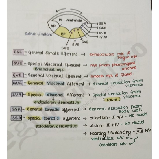 Anatomy 2.0 Colored Notes 2021 by Dr. Ashwani Kumar Egurukul 