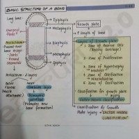 Orthopaedics 2.0 Colored Notes 2021 by Dr. Sushil Vijay Egurukul 