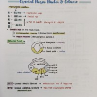 Anatomy E gurukul Notes 3.0 by DBMCI