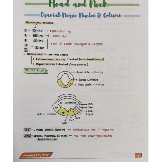 Anatomy E gurukul Notes 3.0 by DBMCI