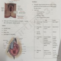 Obstetrics and Gynaecology E gurukul 3.0 Notes by DBMCI Obstetrics and Gynaecology E gurukul 3.0 Notes by DBMCI