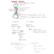 Anatomy Colored Handwritten notes by Dams 2022