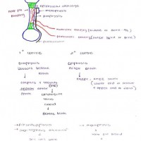 Anatomy Colored Handwritten notes by Dams 2022