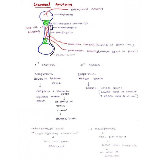 Anatomy Colored Handwritten notes by Dams 2022