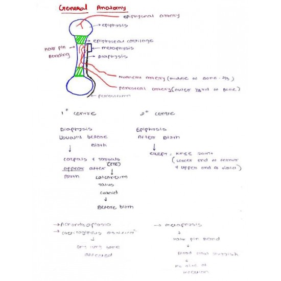 Anatomy Handwritten Notes 2023 by Dams 