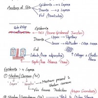 Dermatology Handwritten  Notes 2022 by Dams