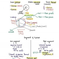 Opthalmology Handwritten Notes 2022 Color Notes by Ruchi Rai Dams