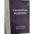 Cerebellum Anatomy Main Notes Color 2026 by Cerebellum