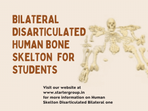 Bilateral Disarticulated Human Bone Skeleton