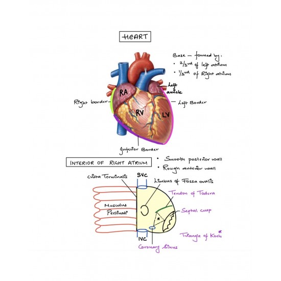 Handwritten Anatomy Notes 2020 by Dr. Ashwani Kumar Color Version