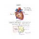 Handwritten Anatomy Notes 2020 by Dr. Ashwani Kumar Color Version