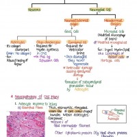 Pathology Handwritten Colored Notes by Devesh Mishra Pathology 2020