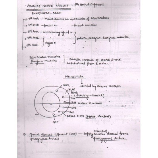 Anatomy Handwritten Notes 2017 by Dr. Ashwani 