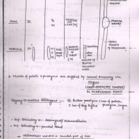 Anatomy Handwritten Notes 2017 by Dr. Ashwani 