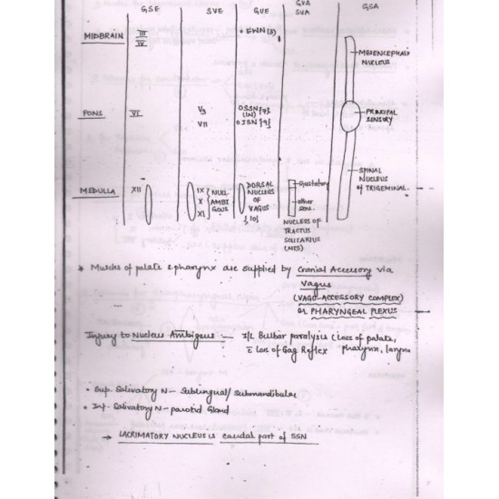 Anatomy Handwritten Notes 2017 by Dr. Ashwani 