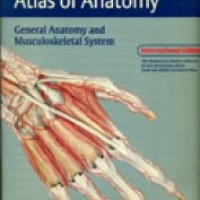 Thieme Atlas Of Anatomy General Anatomy and Musculoskeletal System by Michael Schuenke, Erik Schulte