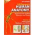Human Anatomy - Reigional And Apllied Dissection And Clinical (Volume 2) Lower Limb Abdomen And Pelvis by Bd Chaurasia