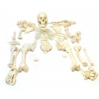 Bilateral Disarticulated Human Body Skeleton  Life-Size 5 ft Tall Bone Set for Medical MBBS Students