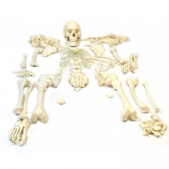 Bilateral Disarticulated Human Body Skeleton  Life-Size 5 ft Tall Bone Set for Medical MBBS Students