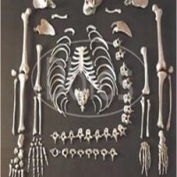 Human Body Skelton for mbbs students