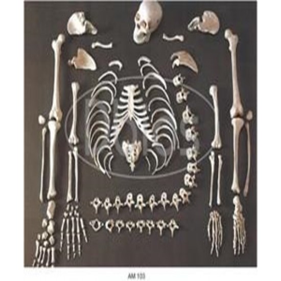 Human Body Skelton for mbbs students