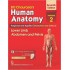 Human Anatomy Lower Limb Abdomen and Pelvis 7th Edition Volume 2 by Bd Chaurasia