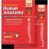 Human Anatomy Set Of 2 Vols : Vol 3 & 4 by Bd Chaurasia 