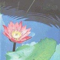 Meditation & Life by Swami Chinmayananda Meditation & Life by Swami Chinmayananda
