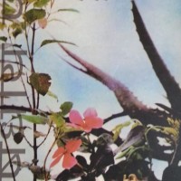 Aushdhiya Podhe by Sudhanshu Kumar Jain
